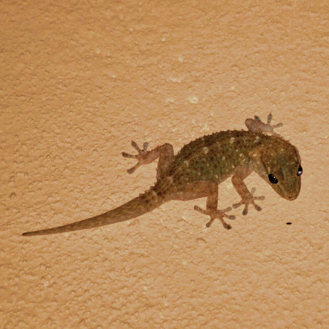 The Best Way To Keep Lizards Out Of Your Yard Exterminator's Choice