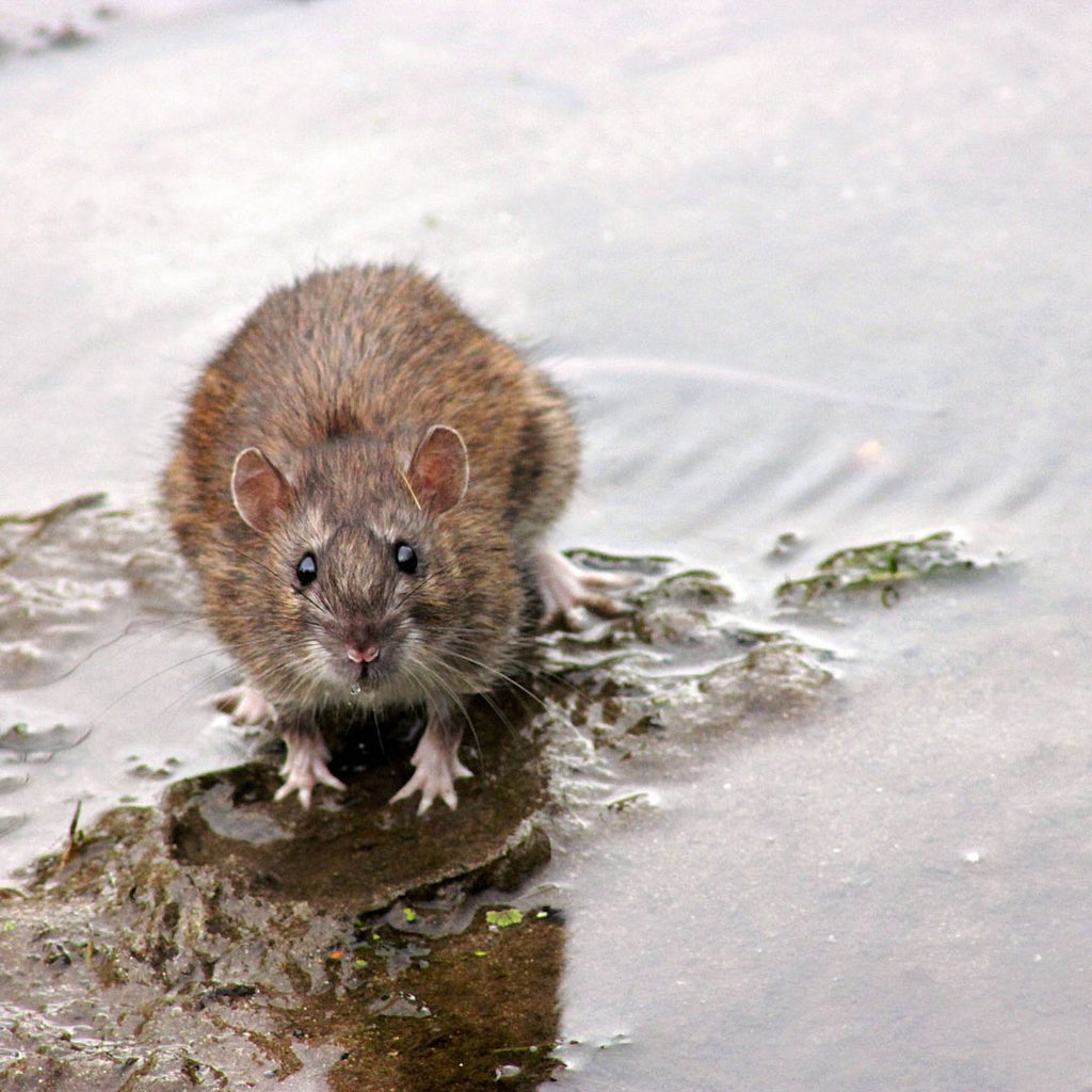 The Ultimate Rodent Repellent - Keep Your Home Safe and Clean